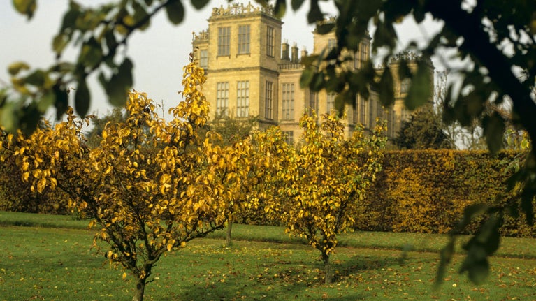 Hardwick Hall - The orchard in autumn planted with traditional varieties of apple and pear trees, view of the house in the distance